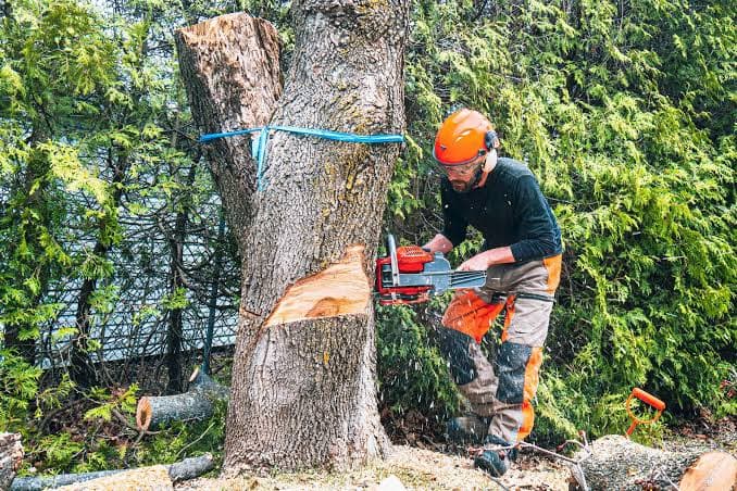 20 Years of Certified Tree Care in Brockton, MA