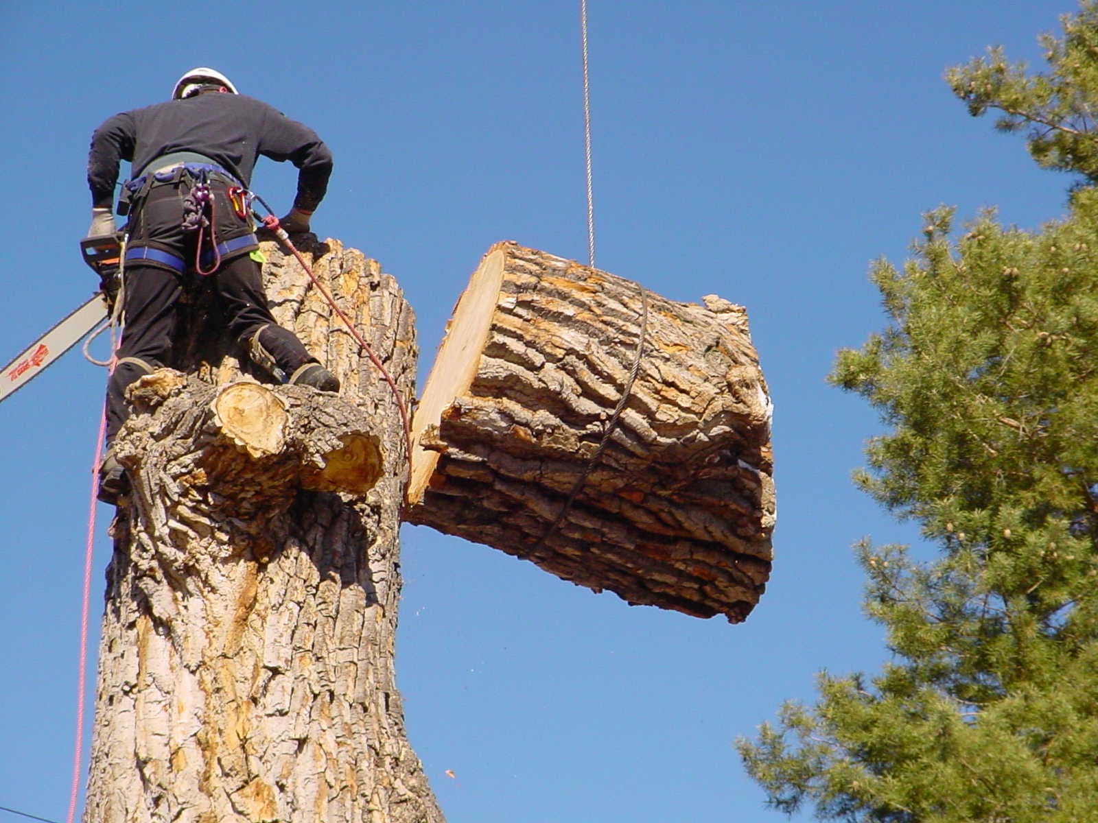 Controlled Tree Care & Rigging Safety Standards