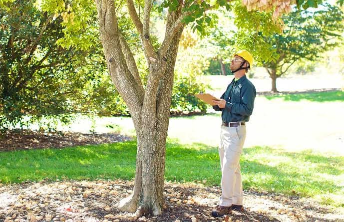 Tree Health & Disease Diagnosis