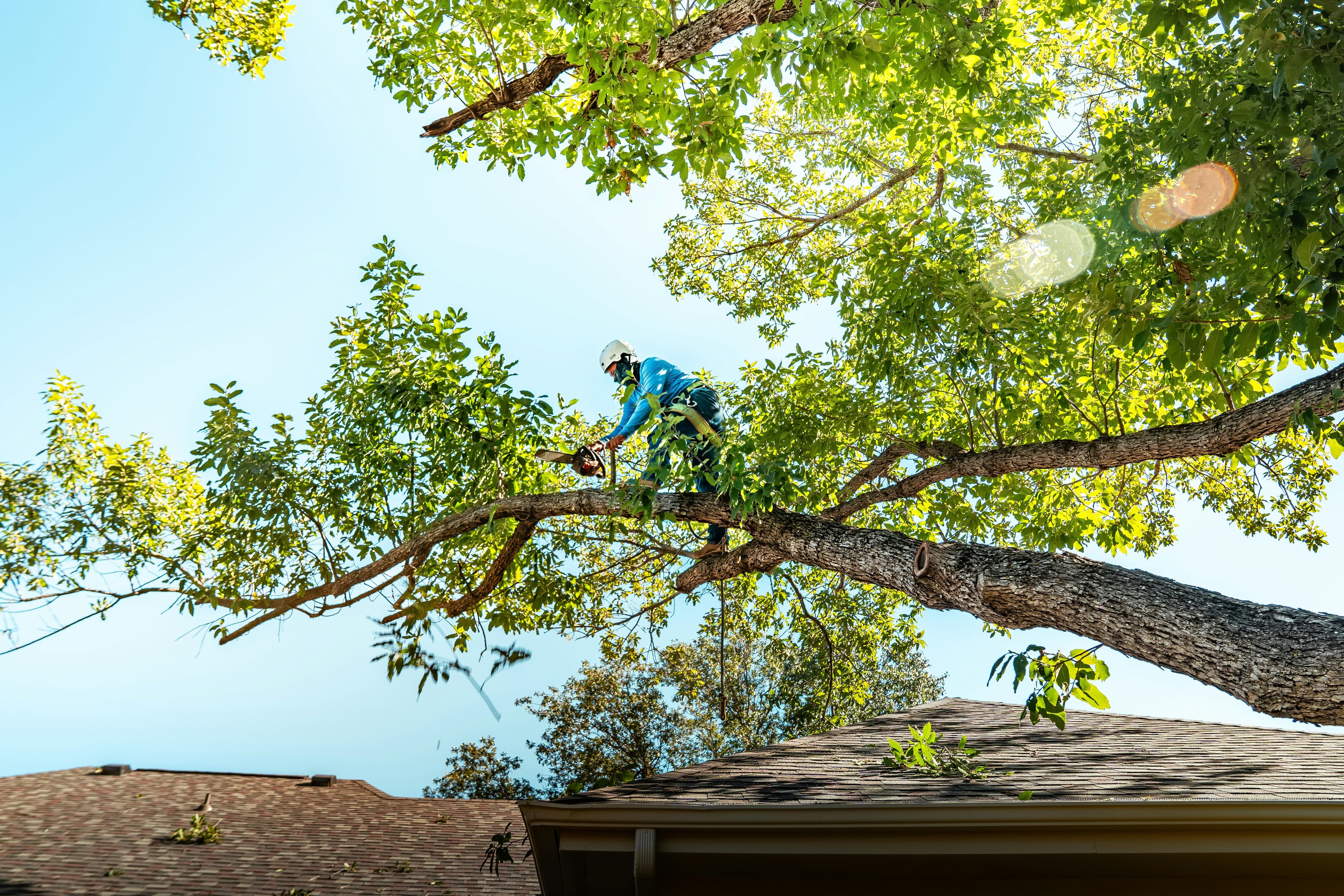 Tree Trimming & Pruning