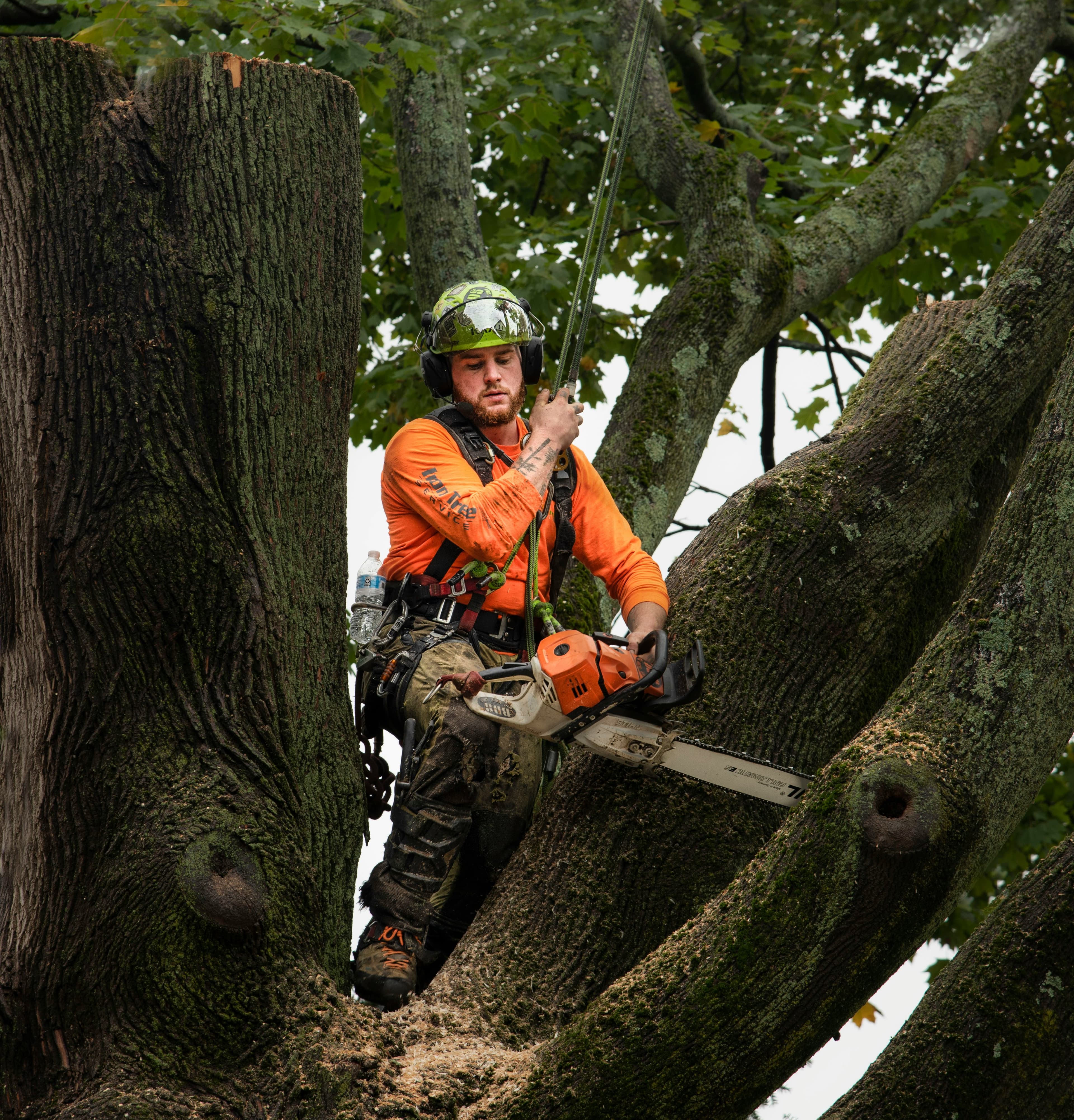 Grand Rapids Certified Tree Care